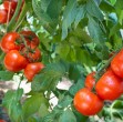 Tomaten züchten Gewächshaus