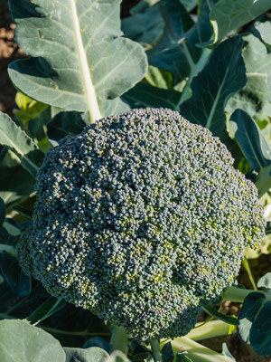 Broccoli Anbau Pflanze Ernte Pflege