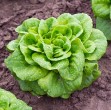Kopfsalat im Bett Pflanze Grün Erde