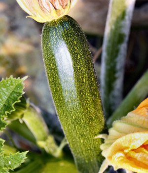 Zucchini Pflanze Grün Groß Ernte