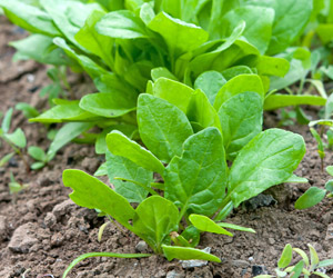 Spinat Pflanze junge Acker Anbau Tipps