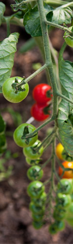 Tomaten Anbau Grüne Tomaten Rote Tomaten