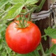 Tomatenanbau rot frisch